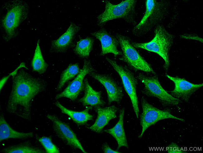 HSPBP1 Antibody in Immunocytochemistry (ICC/IF)