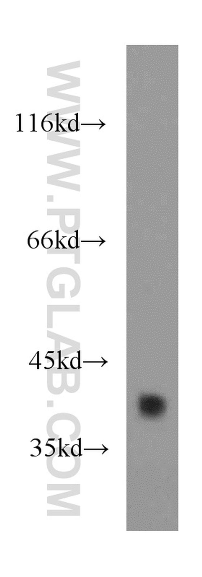 HSPBP1 Antibody in Western Blot (WB)