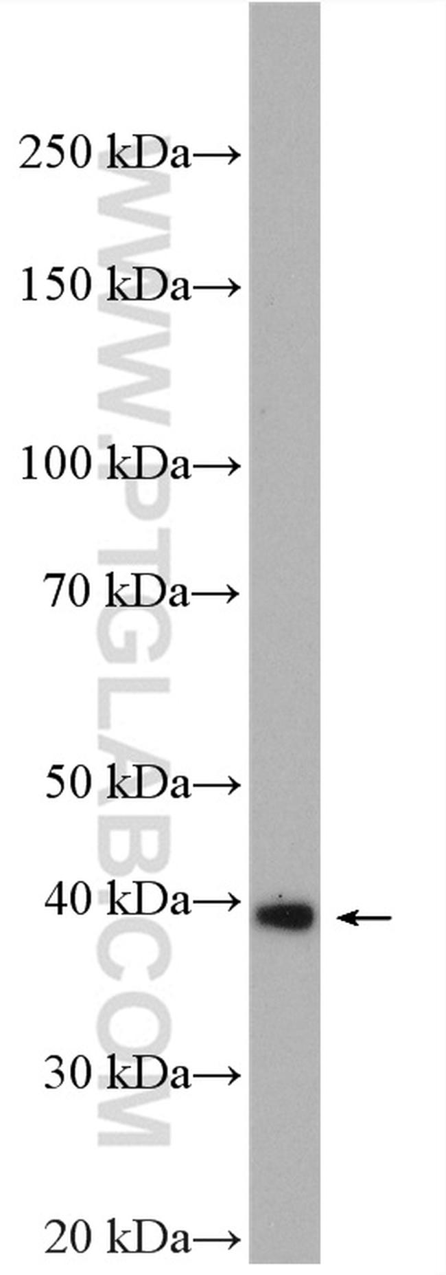 HSPBP1 Antibody in Western Blot (WB)