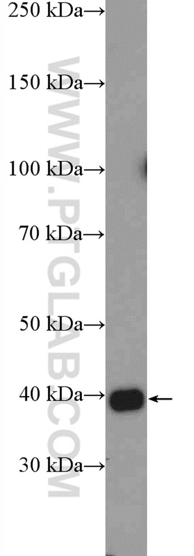 HSPBP1 Antibody in Western Blot (WB)