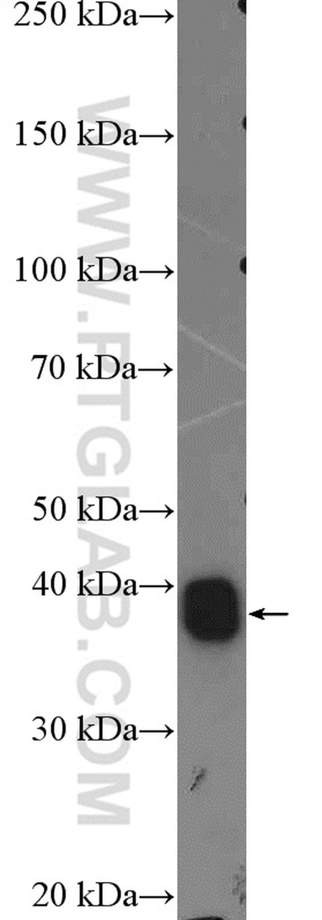 HSPBP1 Antibody in Western Blot (WB)