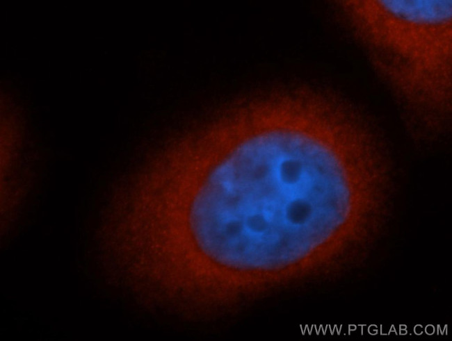 CDC37 Antibody in Immunocytochemistry (ICC/IF)