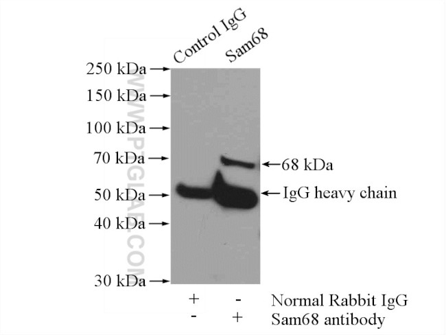 Sam68 Antibody in Immunoprecipitation (IP)