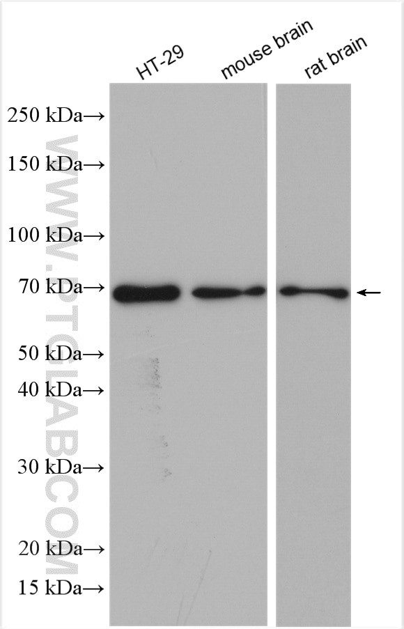 Sam68 Antibody in Western Blot (WB)