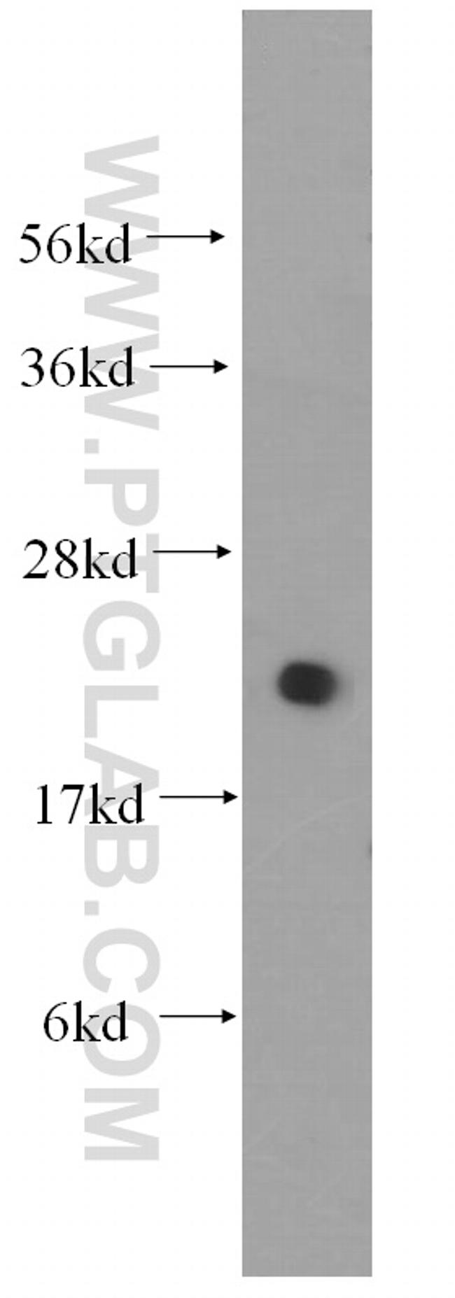 UBC9 Antibody in Western Blot (WB)