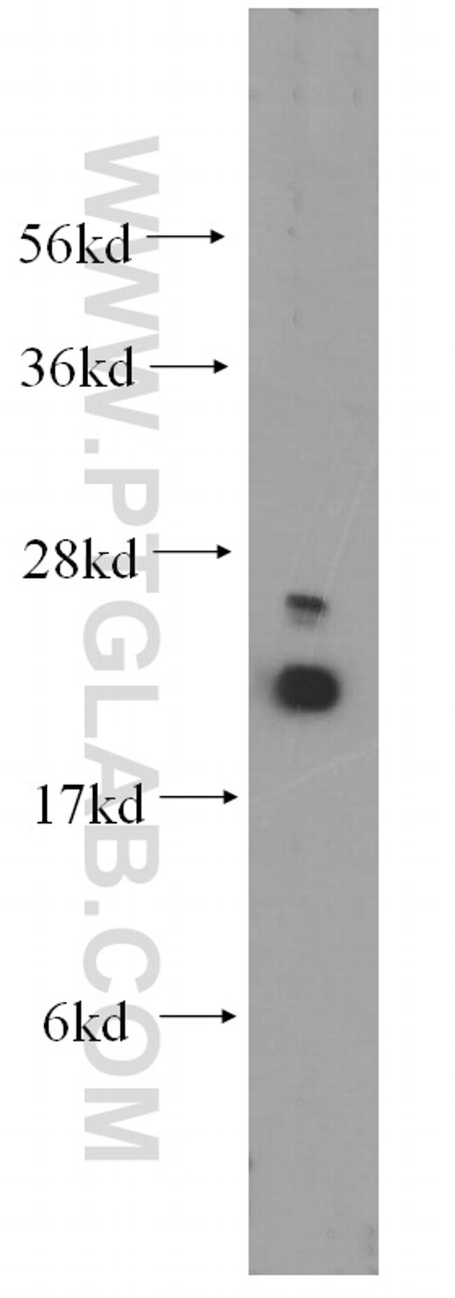 UBC9 Antibody in Western Blot (WB)