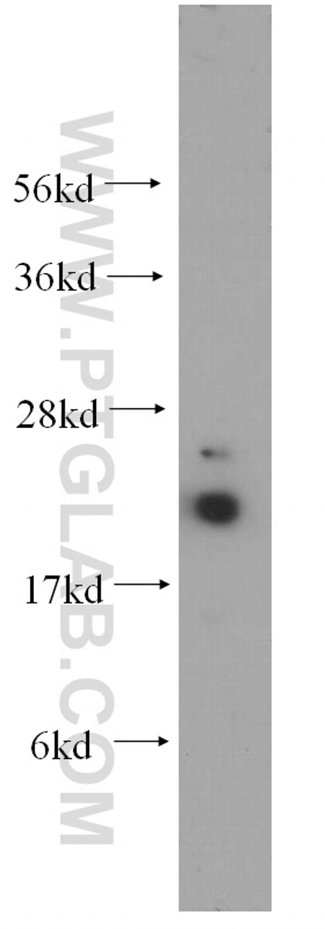 UBC9 Antibody in Western Blot (WB)