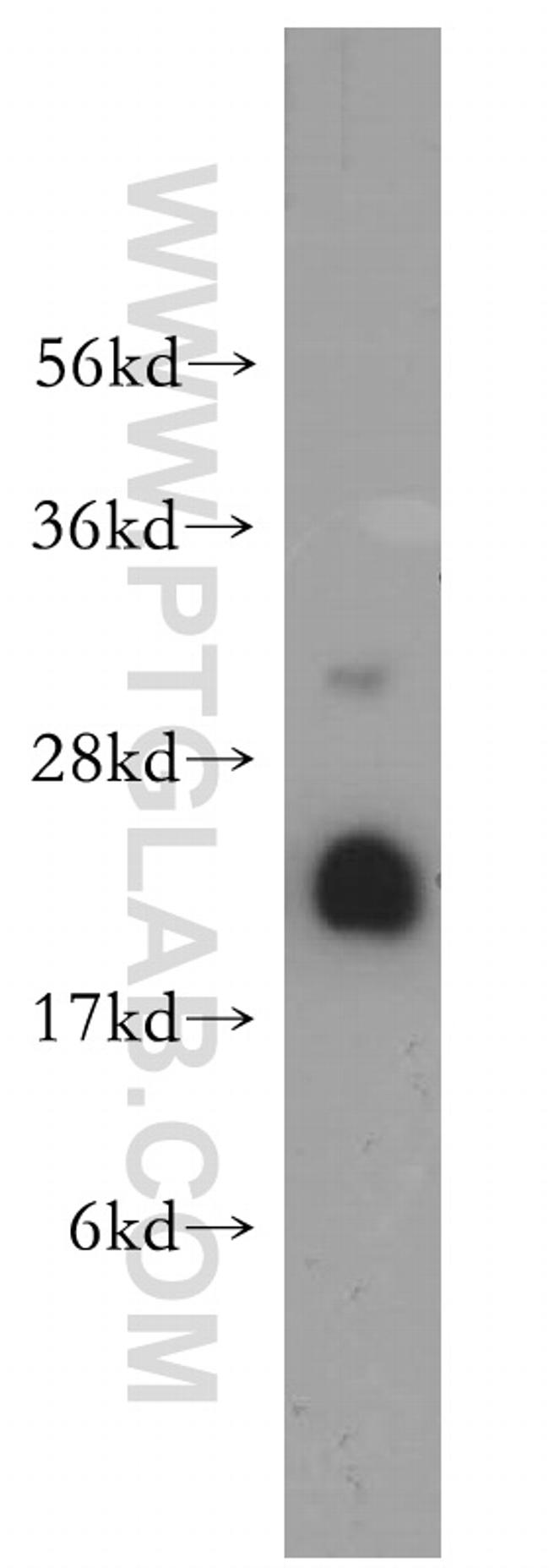 UBC9 Antibody in Western Blot (WB)