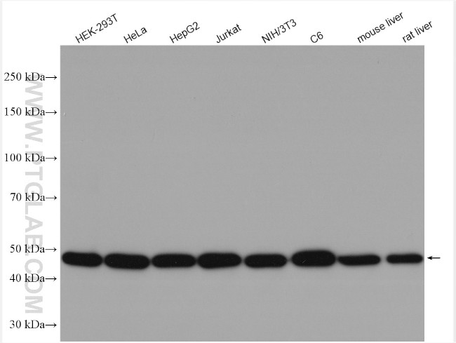 EIF2S2 Antibody in Western Blot (WB)