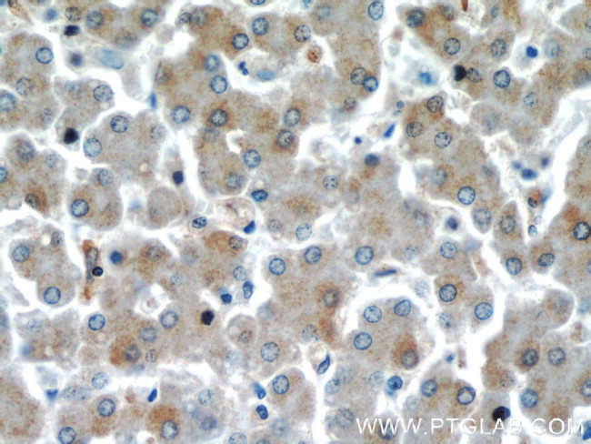 EIF2S2 Antibody in Immunohistochemistry (Paraffin) (IHC (P))