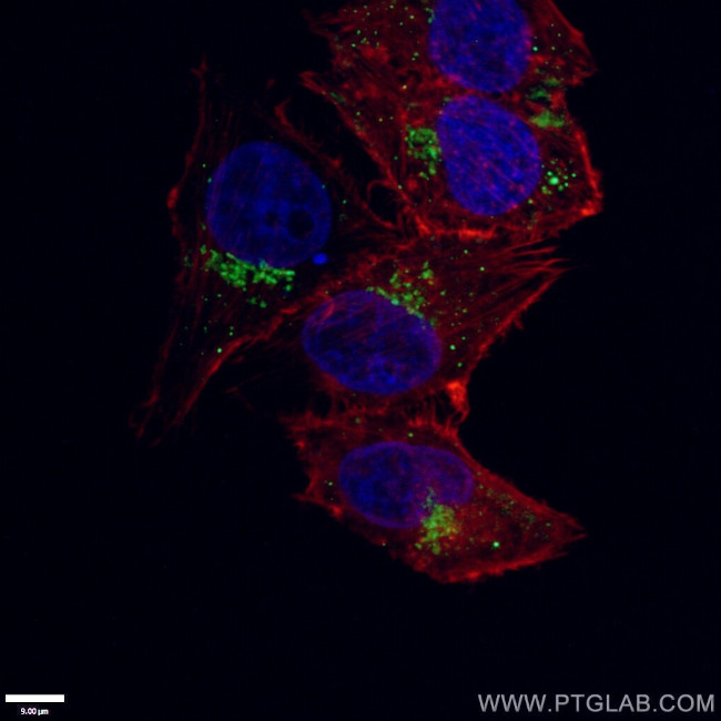 nucleobindin 1 Antibody in Immunocytochemistry (ICC/IF)