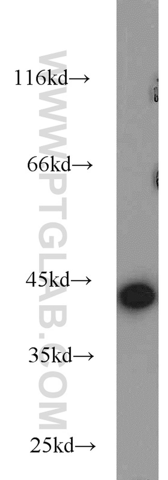 NDE1 Antibody in Western Blot (WB)