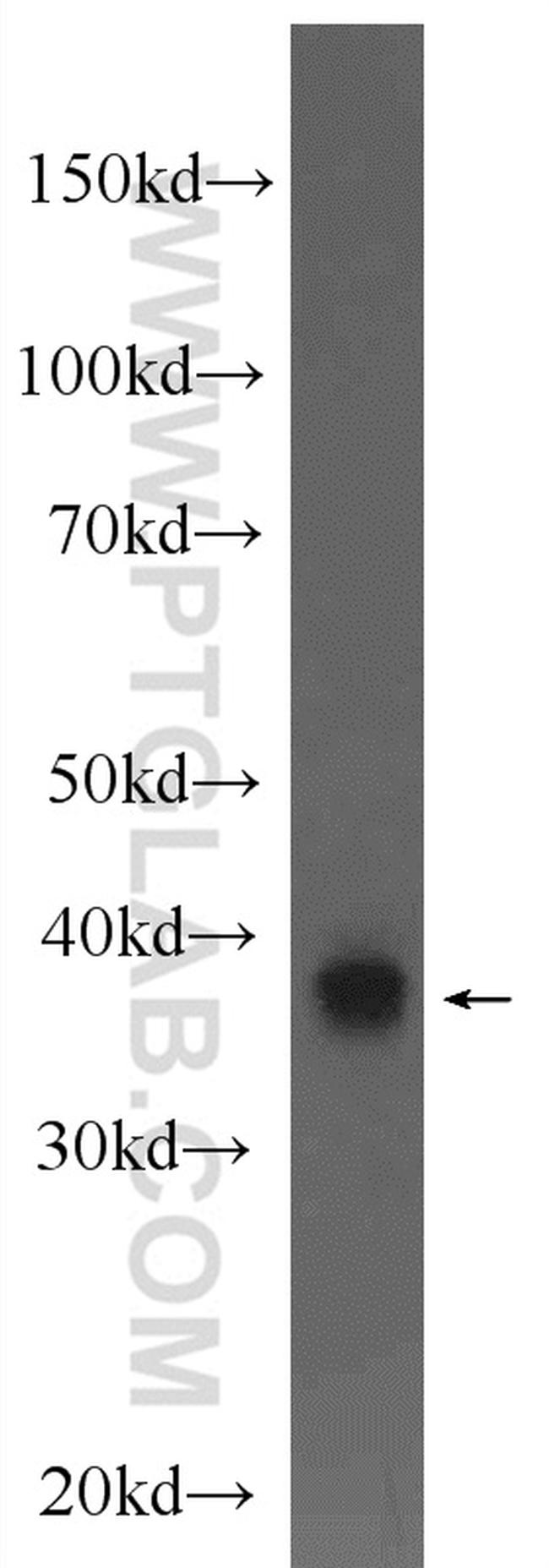 NDE1 Antibody in Western Blot (WB)