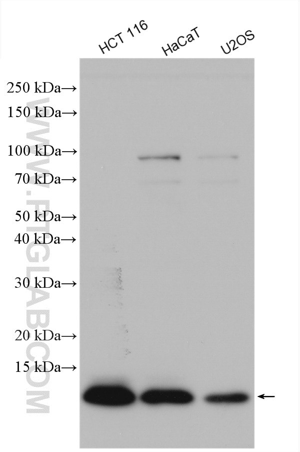 S100A11 Antibody in Western Blot (WB)