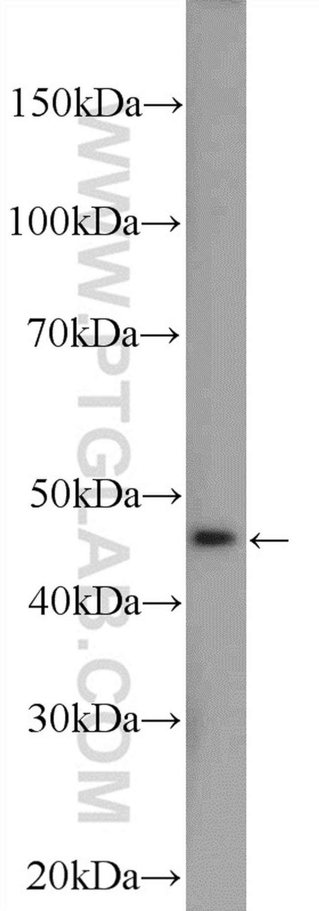 PLEKHA1 Antibody in Western Blot (WB)