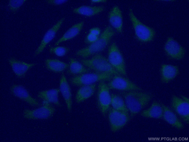 PLEKHA1 Antibody in Immunocytochemistry (ICC/IF)