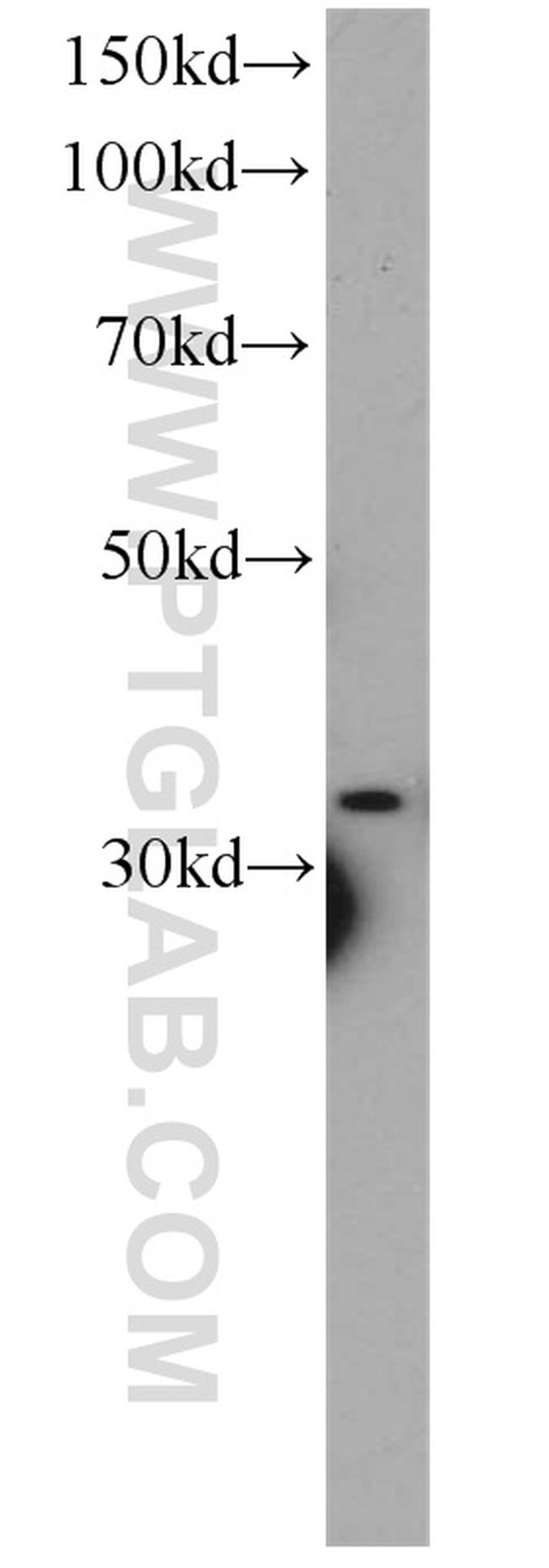 CYC1 Antibody in Western Blot (WB)