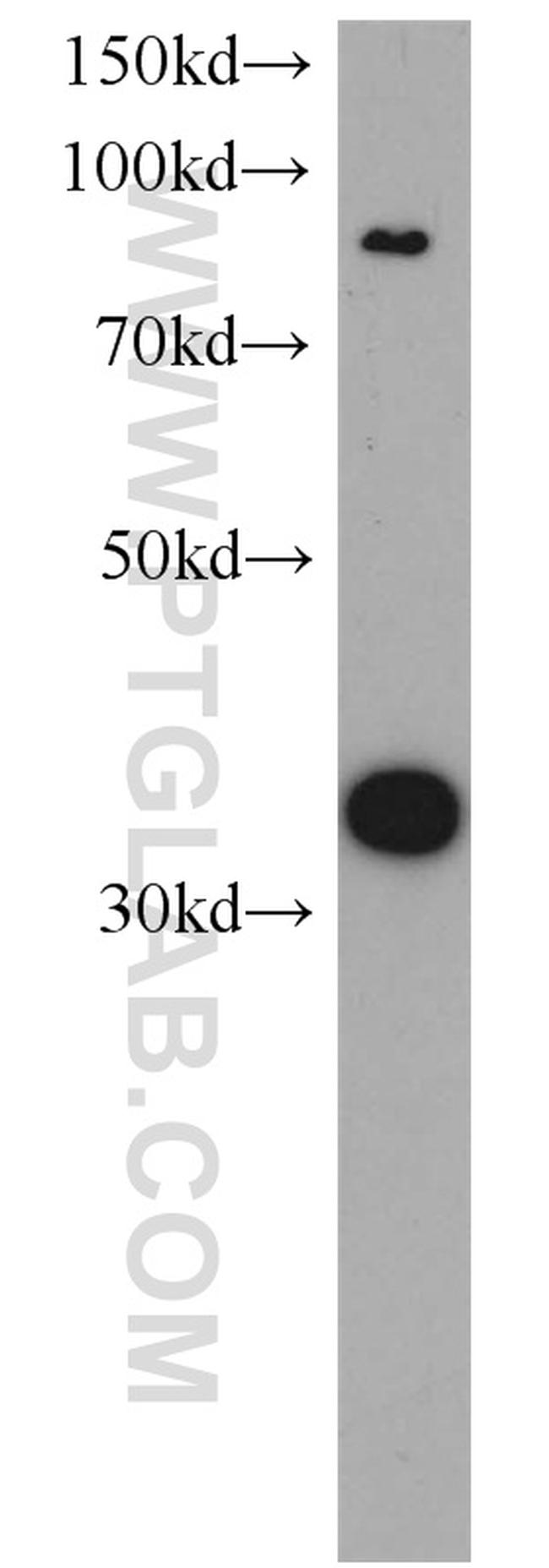 CYC1 Antibody in Western Blot (WB)