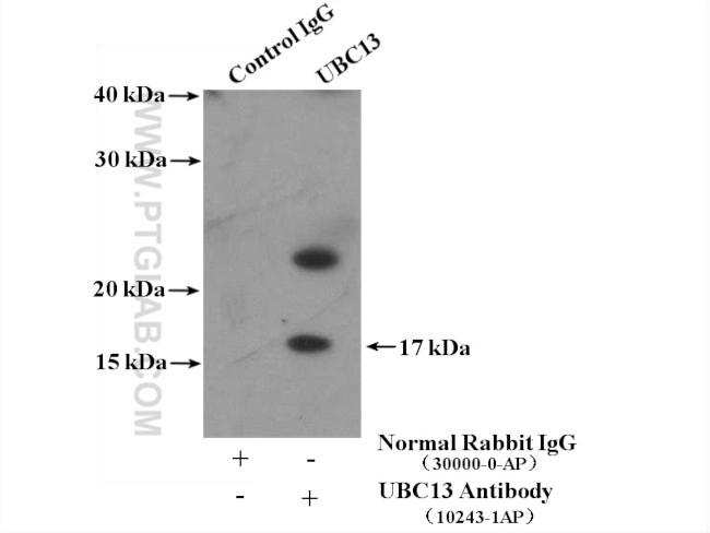 UBC13 Antibody in Immunoprecipitation (IP)