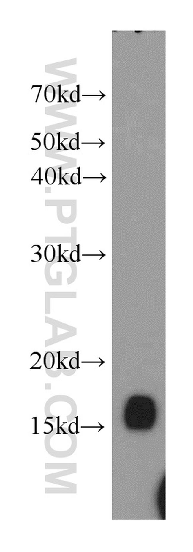 UBC13 Antibody in Western Blot (WB)