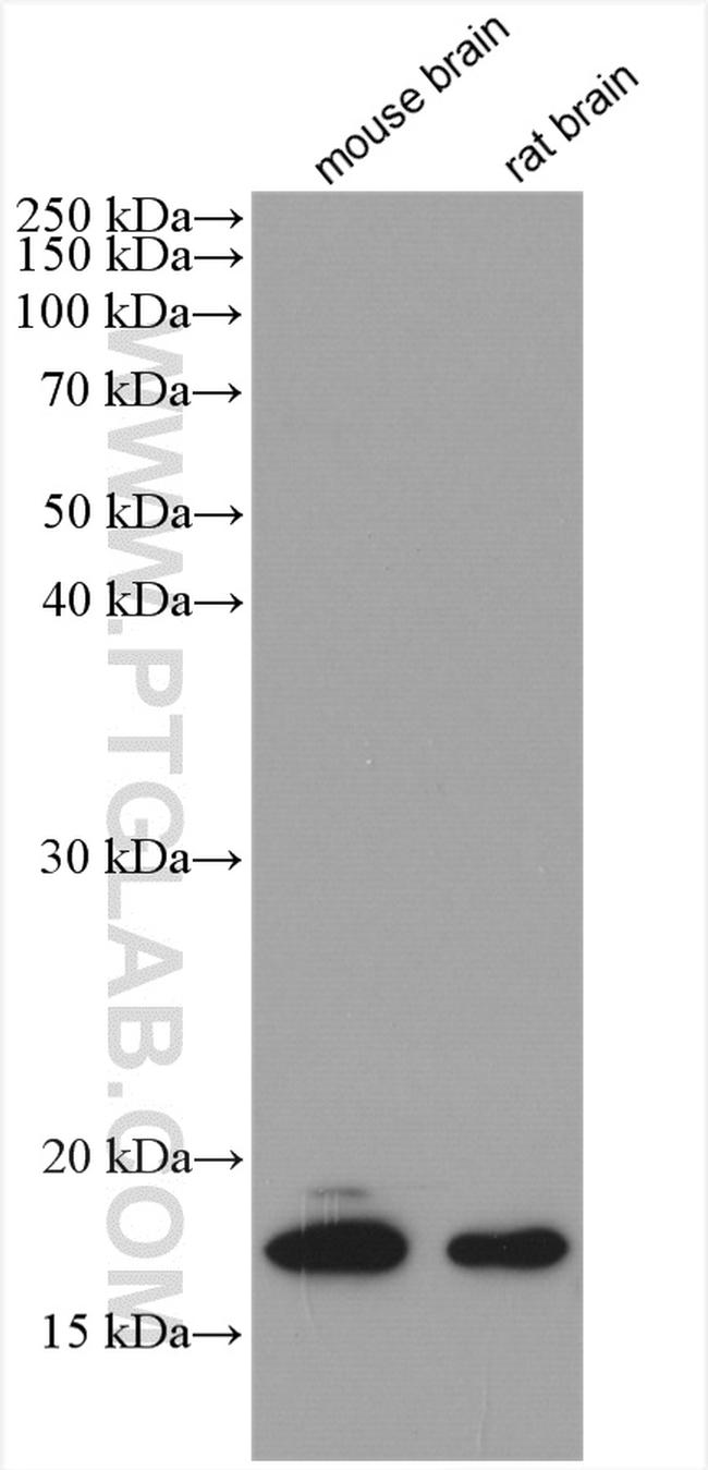 CPLX1 Antibody in Western Blot (WB)