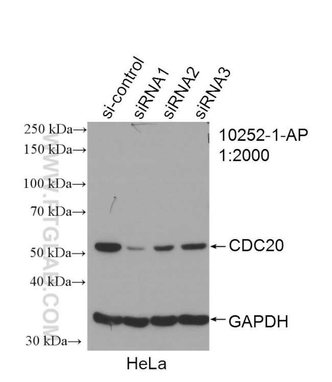 Cdc20 Antibody in Western Blot (WB)