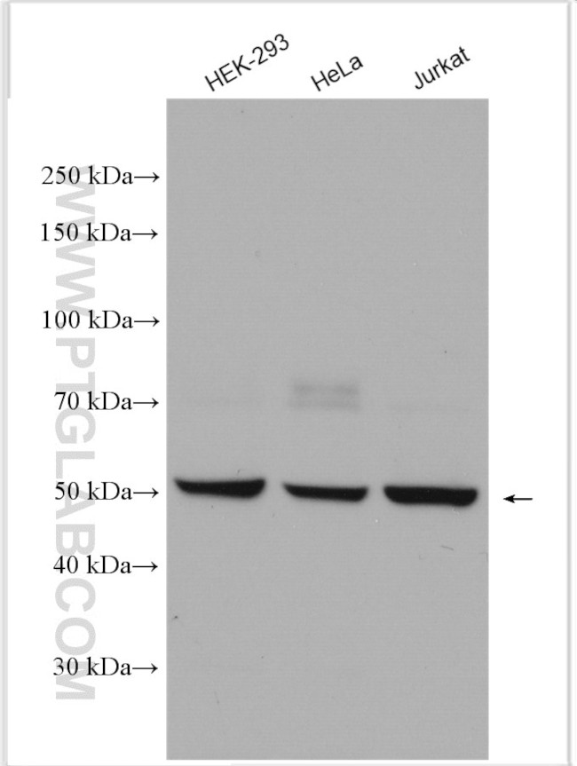 Cdc20 Antibody in Western Blot (WB)