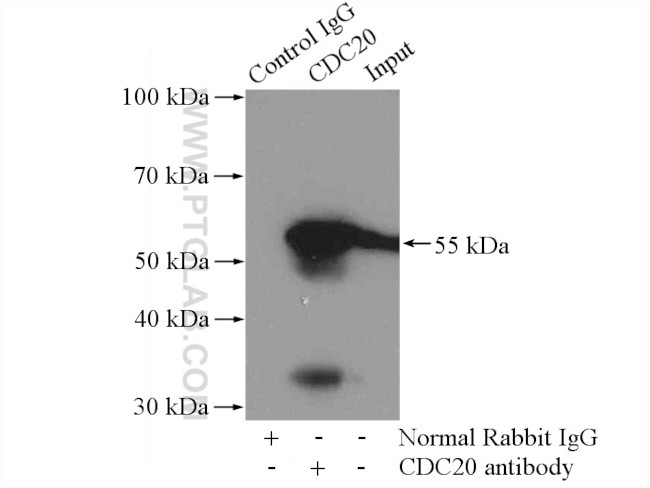 Cdc20 Antibody in Immunoprecipitation (IP)