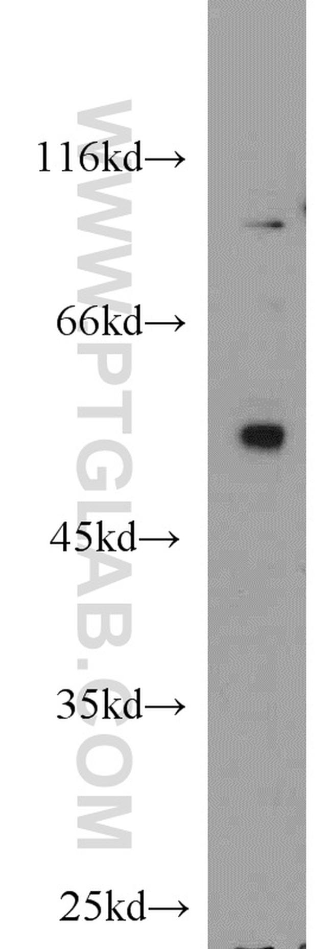 Cdc20 Antibody in Western Blot (WB)