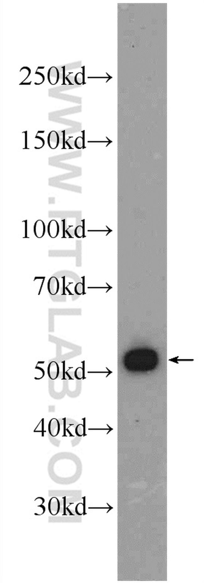 Cdc20 Antibody in Western Blot (WB)