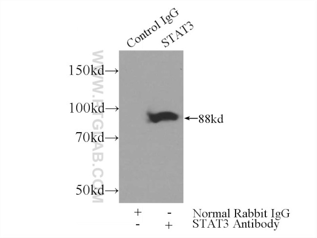 STAT3 Antibody in Immunoprecipitation (IP)