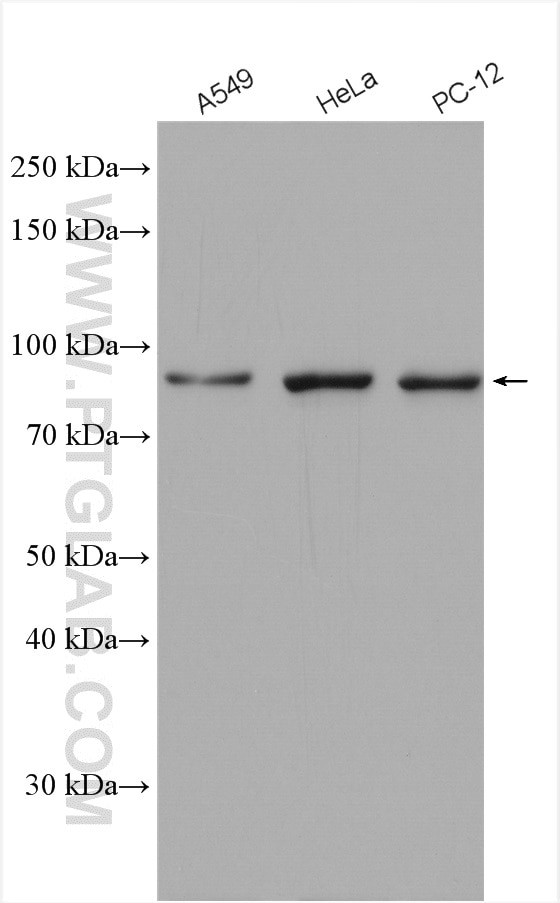 STAT3 Antibody in Western Blot (WB)