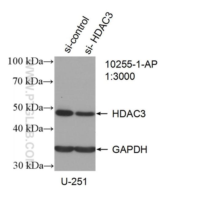 HDAC3 Antibody in Western Blot (WB)