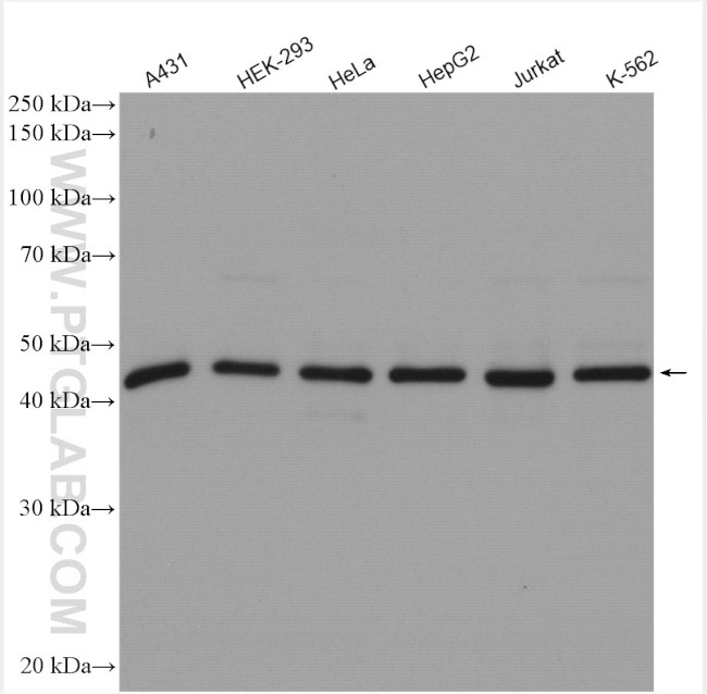 HDAC3 Antibody in Western Blot (WB)