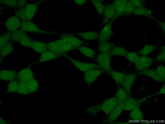 PPP4C Antibody in Immunocytochemistry (ICC/IF)