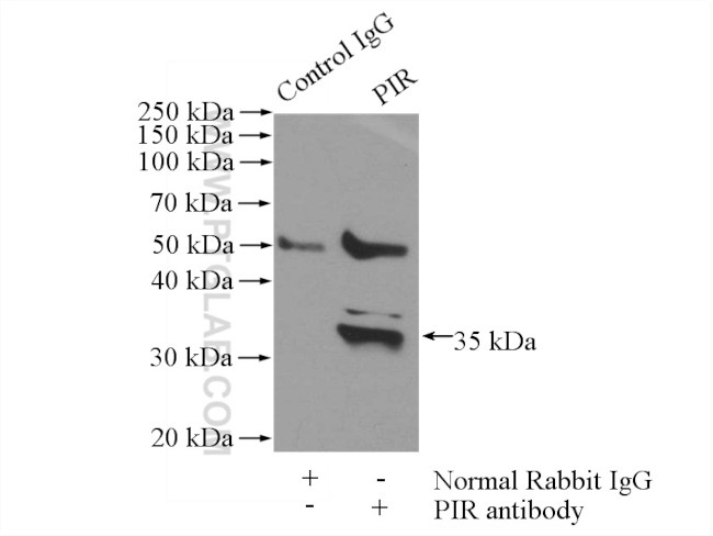 PIR Antibody in Immunoprecipitation (IP)