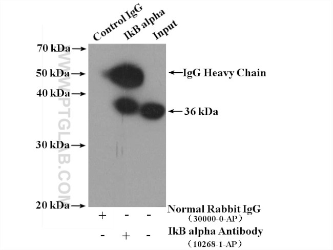IkB alpha Antibody in Immunoprecipitation (IP)