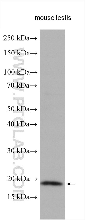 p19 INK4d Antibody in Western Blot (WB)