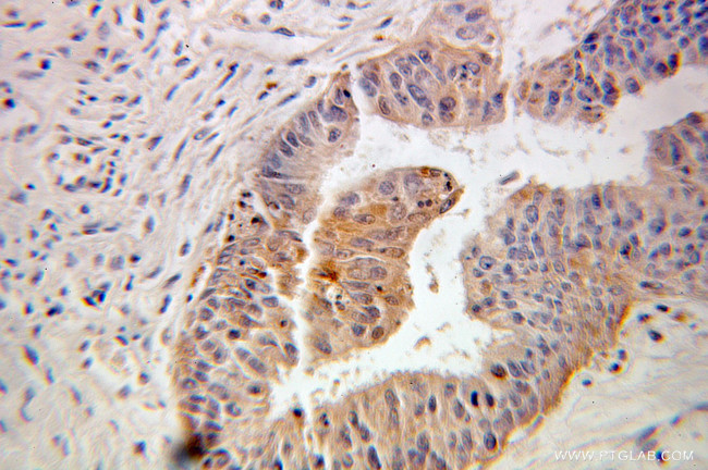 FKBP1A Antibody in Immunohistochemistry (Paraffin) (IHC (P))