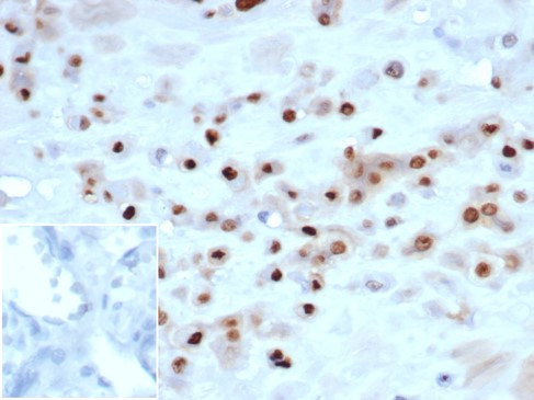 p57Kip2 (Mitotic Inhibitor/Suppressor Protein) Antibody in Immunohistochemistry (Paraffin) (IHC (P))