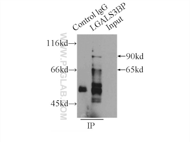 LGALS3BP Antibody in Immunoprecipitation (IP)