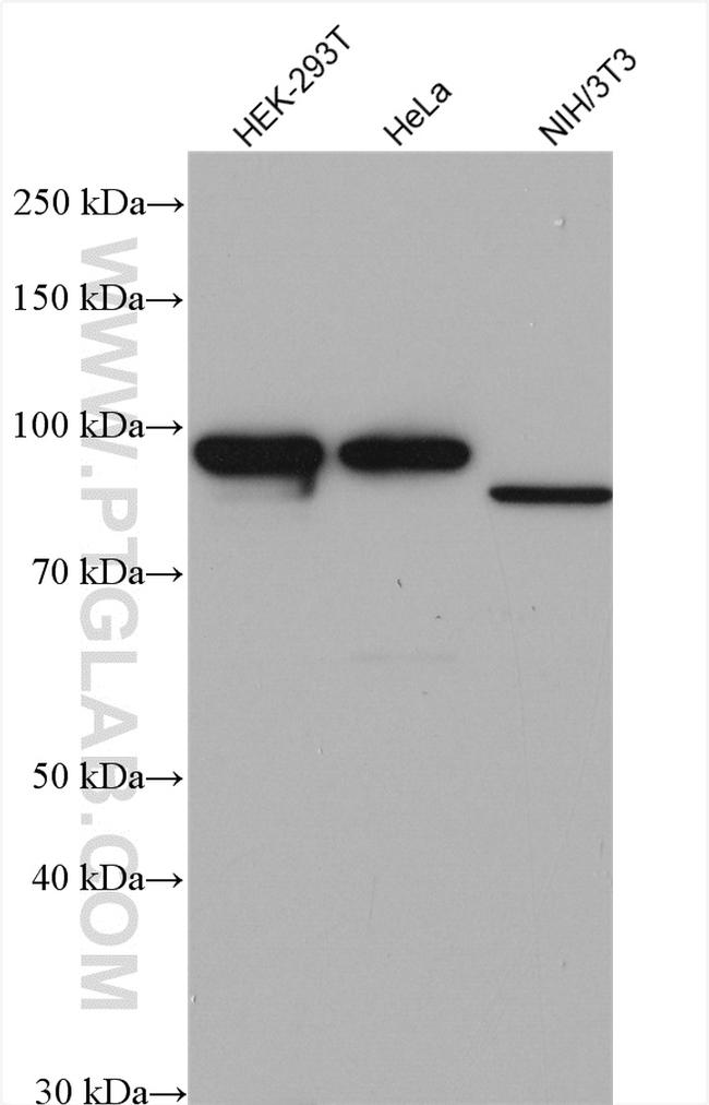 AATF Antibody in Western Blot (WB)