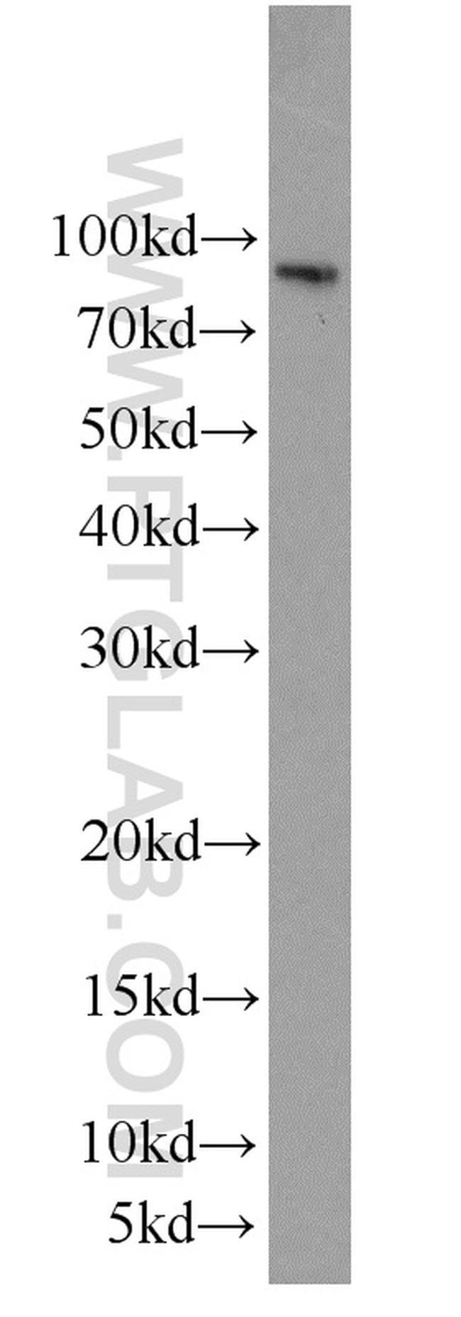 CYPC Antibody in Western Blot (WB)