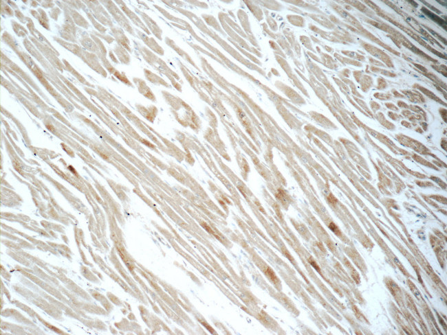 CYPC Antibody in Immunohistochemistry (Paraffin) (IHC (P))