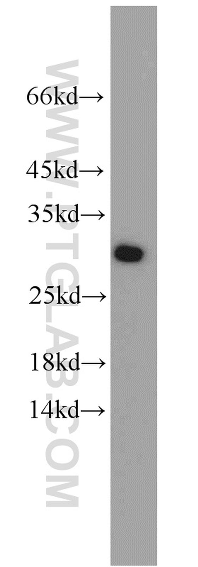 EIF6 Antibody in Western Blot (WB)