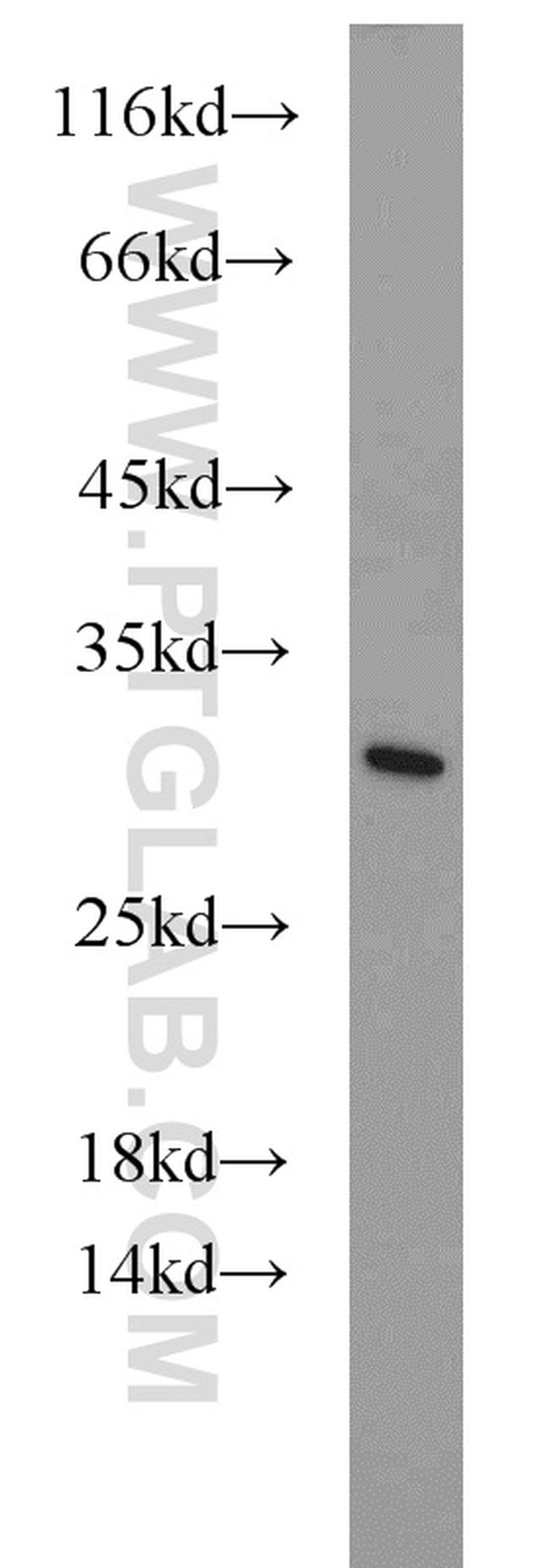 EIF6 Antibody in Western Blot (WB)