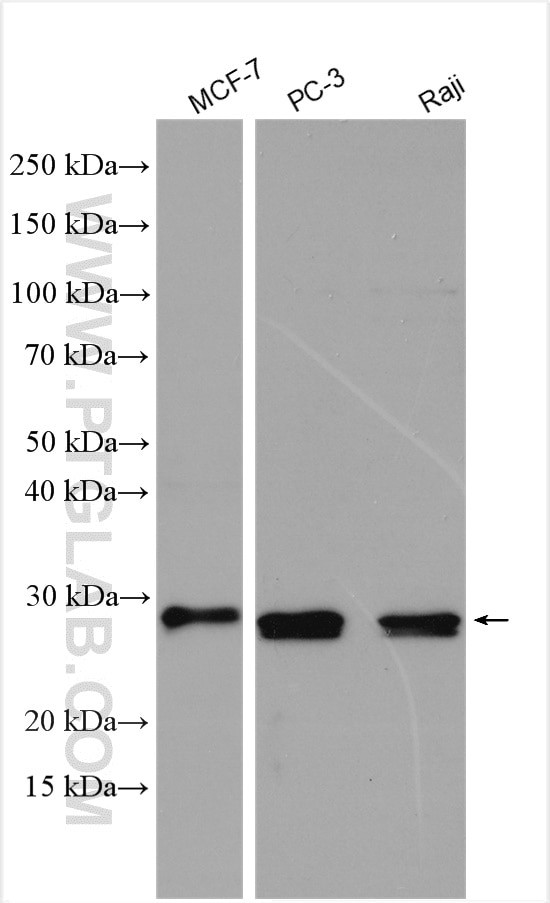 CCM3/PDCD10 Antibody in Western Blot (WB)