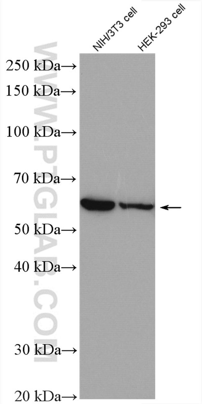 CNOT2 Antibody in Western Blot (WB)