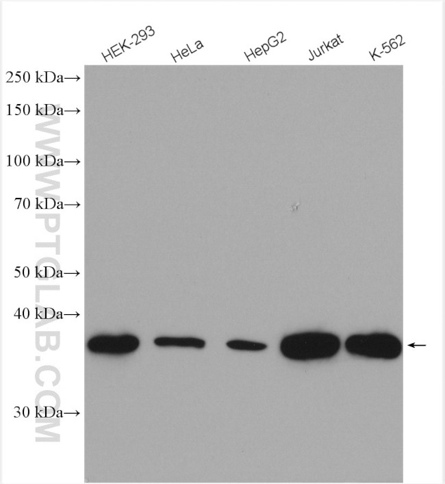 PPP2R4 Antibody in Western Blot (WB)