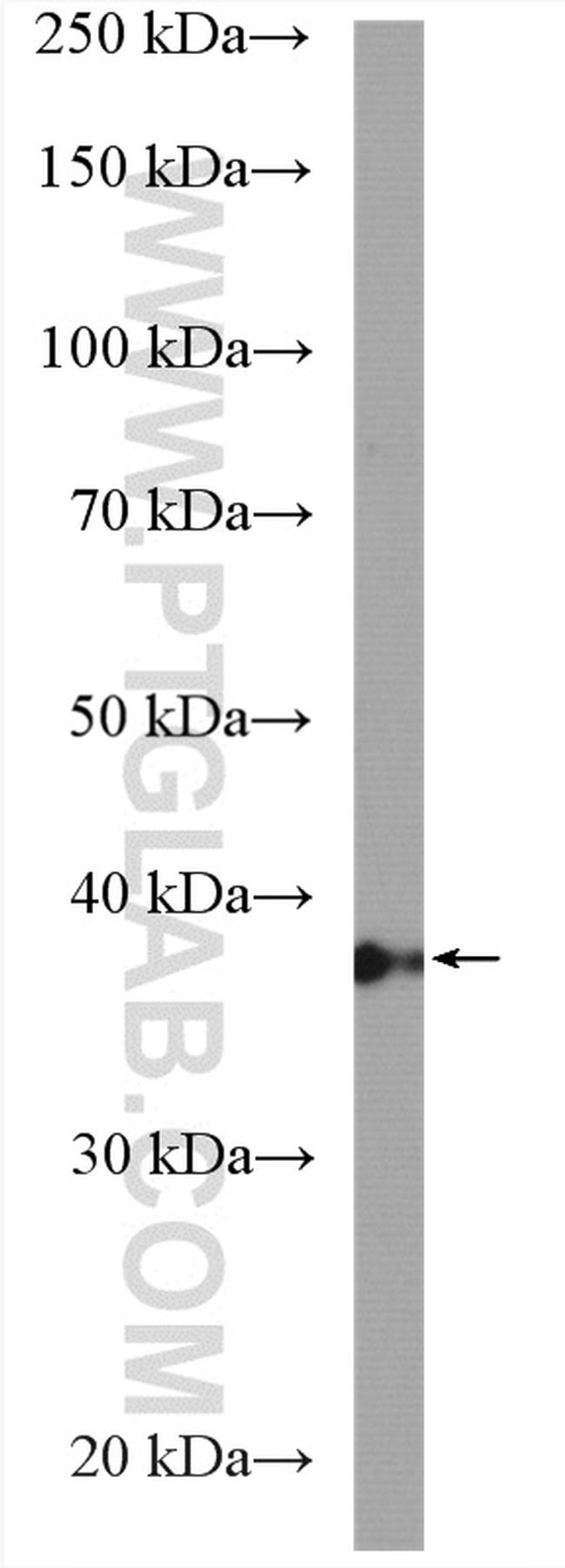 PPP2R4 Antibody in Western Blot (WB)